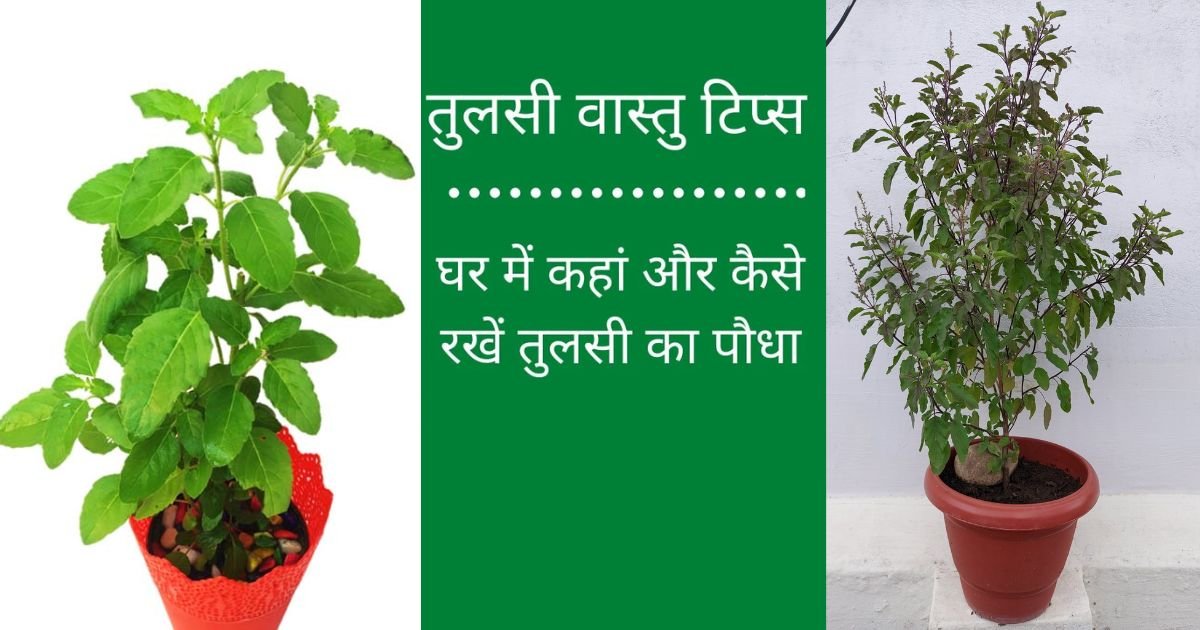 never keep tulsi plant in this corner of the house